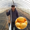 [산지직송]경북성주 젊은농부들 참외 3kg 5kg 10kg